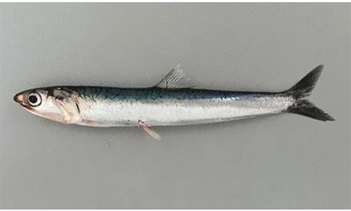 fish fish
